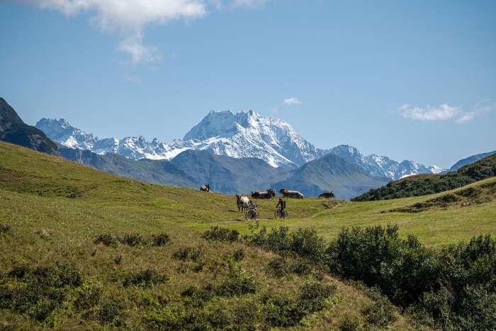 Grauvieh Alpe @ Johannes Muxel