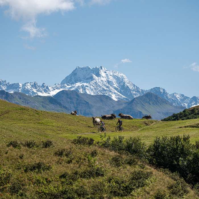 Grauvieh Alpe @ Johannes Muxel